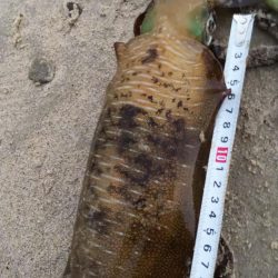 夕マズメエギング